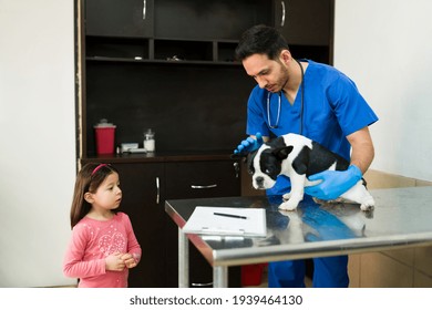 Elementary Girl Taking Her Beautiful Pet To The Vet Because Of An Injury. Professional Latin Veterinarian Working With A Cute Boston Terrier At The Exam Room