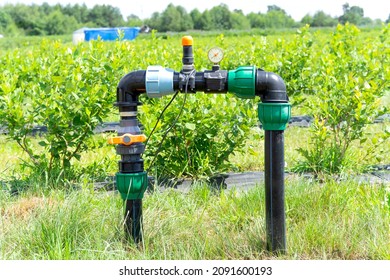 Elements of the blueberries farm drip irrigation system.