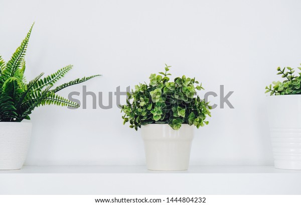 Elements Home Interior Decorative Indoor Plants Stock Photo Edit