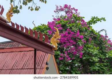Elements of Thai architecture in Ko Samui, Thailand: Golden serpent-like Naga, red wave pattern roof ridge element. Background of vibrant magenta bougainvillea flowers. 
