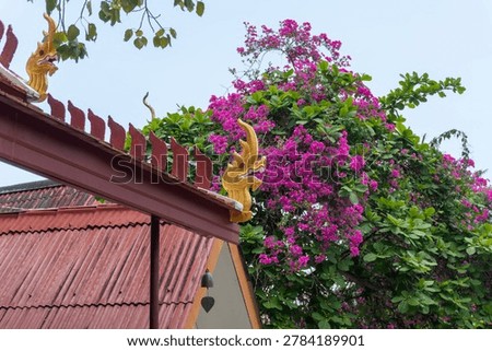 Elements of Thai architecture in Ko Samui, Thailand: Golden serpent-like Naga, red wave pattern roof ridge element. Background of vibrant magenta bougainvillea flowers. 