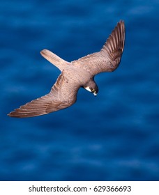 Eleonoras Falcon Falco Eleonorae Fly Over Sea