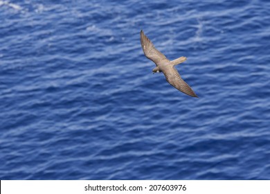 Eleonora's Falcon Flying