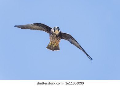 Eleonoras Falcon Flying And Hunting, Falco Eleonorae