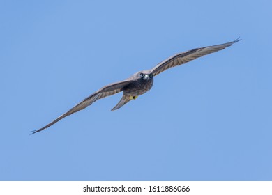 Eleonoras Falcon Flying And Hunting, Falco Eleonorae