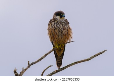 Eleonora's Falcon Seen In Gran Canaria