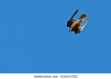 Eleonora's Falcon Swooping In The Sky