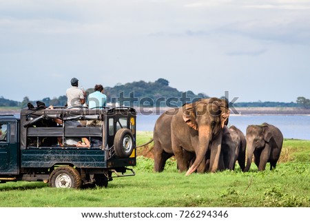 Elepahants safari in Minneriya, Sri Lanka - Mother asian elephant protects here baby elephants from tourist safari jeep in Minneriya National park near Kaudulla park and Dambulla. Safari in Sri Lanka.