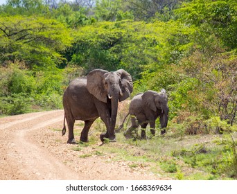 Elepahnt In Tanzania, Selous Game Reserve