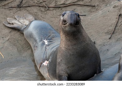 Elepant seal laying on the beach at Elephant Seal Vista Point, San Simeon