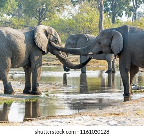 199 Elep Stock Photos Images Photography Shutterstock 199-elep-stock-photos-images-photography-shutterstock