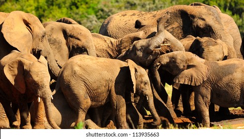 Elephant