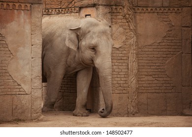 elephant