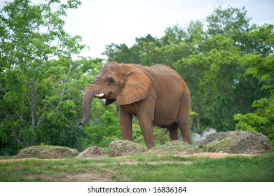 Elephant
