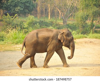 elephant