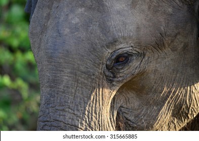 Portrait Asian Elephant His Natural Habitat Foto Stok 559677175