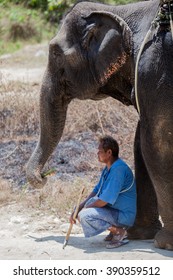 elephant