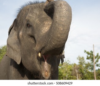 Elephant