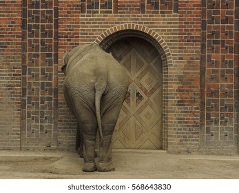 elephant