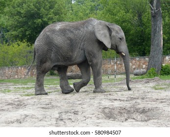 elephant