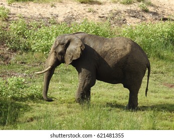 Closeup African Elephant Scientific Name Loxodonta Stock Photo