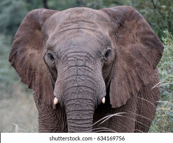 elephant