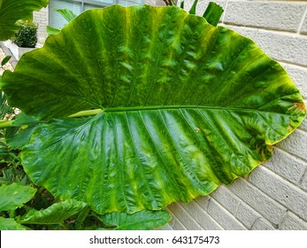 Elephant ear 