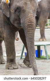 elephant
