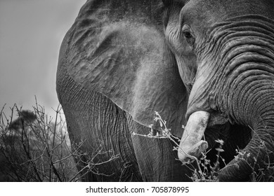 elephant