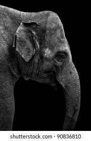 Cara De Elefante Imagenes Fotos De Stock Y Vectores Shutterstock