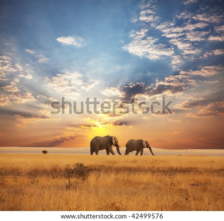 Elephant