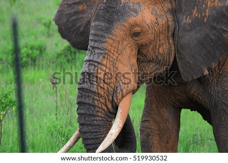 two elephants in Aberdare National Park in Kenya