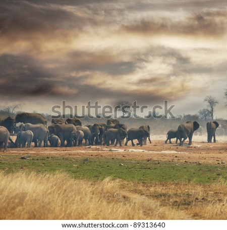 Similar – Herd of African elephants walking in Namibian landscape