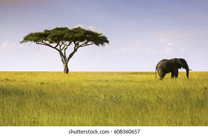 Elephant And Acacia Tree Landscape In Serengeti National Park, Tanzania, Africa