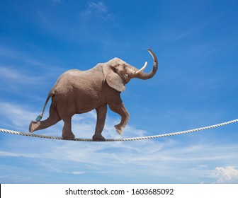 Elephant acrobat walking on the wire cord