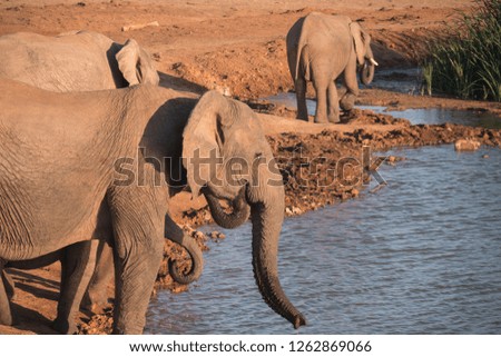 Elephant in Addo National Park, South Africa