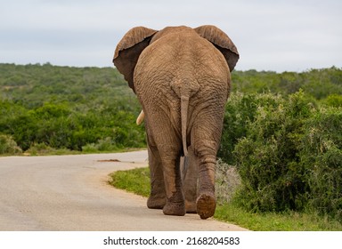 Elephant in the Addo Elephant Park South Africa