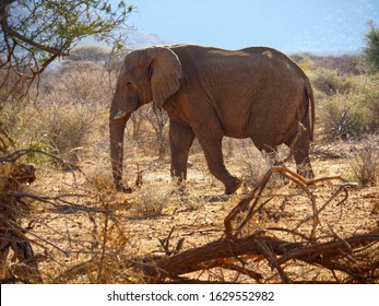 Elephant in Africa 2020 Namibia