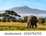 Elephant in an African savanna, with Mount Kilimanjaro in the background.