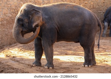 Elephant, African Wildlife Background From Africa The Real Giant From The Animal Kingdom. An Endangered Species That Leaves A Massive Impression.