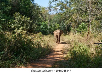 Elephant In An Animal Sanctuary In Cambodia