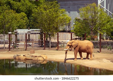 Elephant At The Atlanta National Zoo