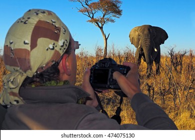 Elephant Attack Photographer On Safari Botswana Stock Photo 474075130