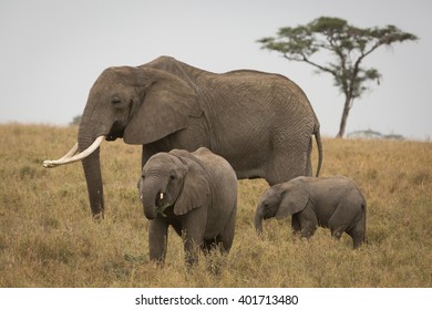 elephant and babies in the savannah. Africa. Kenya. Tanzania. Serengeti. Maasai Mara. - Shutterstock ID 401713480