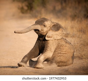 Elephant Baby Getting Up From A Deep Sleep