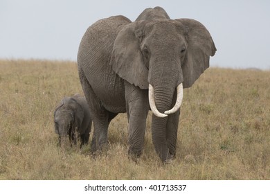 elephant and baby in the savannah. Africa. Kenya. Tanzania. Serengeti. Maasai Mara. - Shutterstock ID 401713537