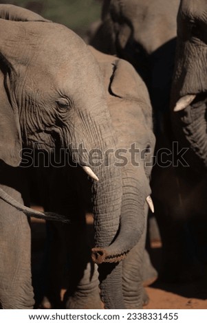 Elephant and baby trunks inter twined