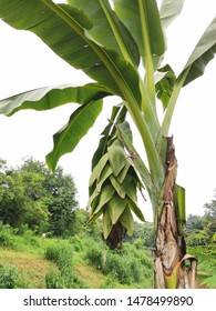 Elephant banana,Ensete glaucum or Large banana tree