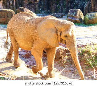 Elephant basking in the sun