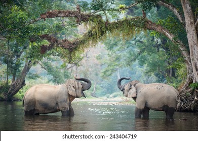 Elephant Bathing